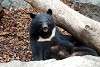 ueno_zoo_2434_mini.jpg