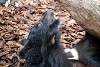 ueno_zoo_2435_mini.jpg