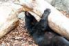 ueno_zoo_2436_mini.jpg
