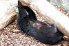 ueno_zoo_2437_mini.jpg