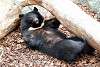 ueno_zoo_2438_mini.jpg