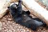 ueno_zoo_2439_mini.jpg