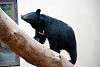 ueno_zoo_2440_mini.jpg