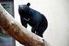 ueno_zoo_2441_mini.jpg