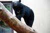 ueno_zoo_2442_mini.jpg