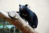 ueno_zoo_2443_mini.jpg