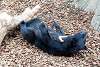 ueno_zoo_2445_mini.jpg