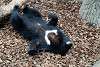 ueno_zoo_2447_mini.jpg