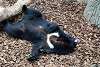 ueno_zoo_2450_mini.jpg