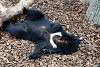 ueno_zoo_2451_mini.jpg