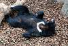 ueno_zoo_2453_mini.jpg