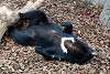 ueno_zoo_2456_mini.jpg