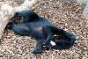 ueno_zoo_2459_mini.jpg