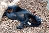 ueno_zoo_2460_mini.jpg