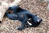 ueno_zoo_2461_mini.jpg