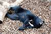 ueno_zoo_2462_mini.jpg