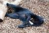 ueno_zoo_2464_mini.jpg