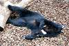 ueno_zoo_2465_mini.jpg
