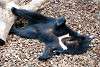 ueno_zoo_2466_mini.jpg