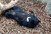 ueno_zoo_2467_mini.jpg