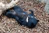 ueno_zoo_2468_mini.jpg