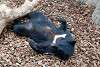 ueno_zoo_2469_mini.jpg