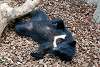 ueno_zoo_2470_mini.jpg