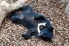 ueno_zoo_2471_mini.jpg