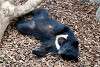 ueno_zoo_2472_mini.jpg