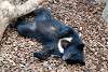 ueno_zoo_2473_mini.jpg