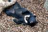 ueno_zoo_2475_mini.jpg