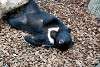 ueno_zoo_2476_mini.jpg