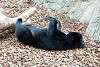 ueno_zoo_2479_mini.jpg