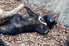 ueno_zoo_2480_mini.jpg