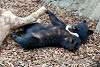 ueno_zoo_2484_mini.jpg