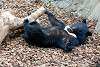 ueno_zoo_2486_mini.jpg