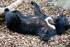 ueno_zoo_2489_mini.jpg