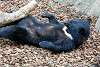 ueno_zoo_2491_mini.jpg