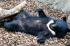 ueno_zoo_2492_mini.jpg