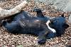 ueno_zoo_2493_mini.jpg