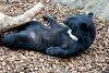 ueno_zoo_2495_mini.jpg