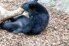 ueno_zoo_2497_mini.jpg