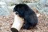 ueno_zoo_2498_mini.jpg