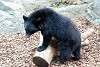 ueno_zoo_2500_mini.jpg