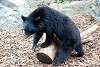 ueno_zoo_2501_mini.jpg