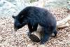 ueno_zoo_2502_mini.jpg