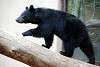 ueno_zoo_2503_mini.jpg