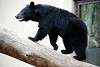 ueno_zoo_2504_mini.jpg