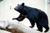 ueno_zoo_2505_mini.jpg