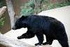ueno_zoo_2507_mini.jpg